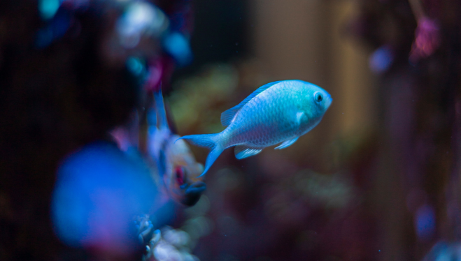 Pesci perfetti per la stagione invernale: come scegliere quelli giusti per il tuo acquario