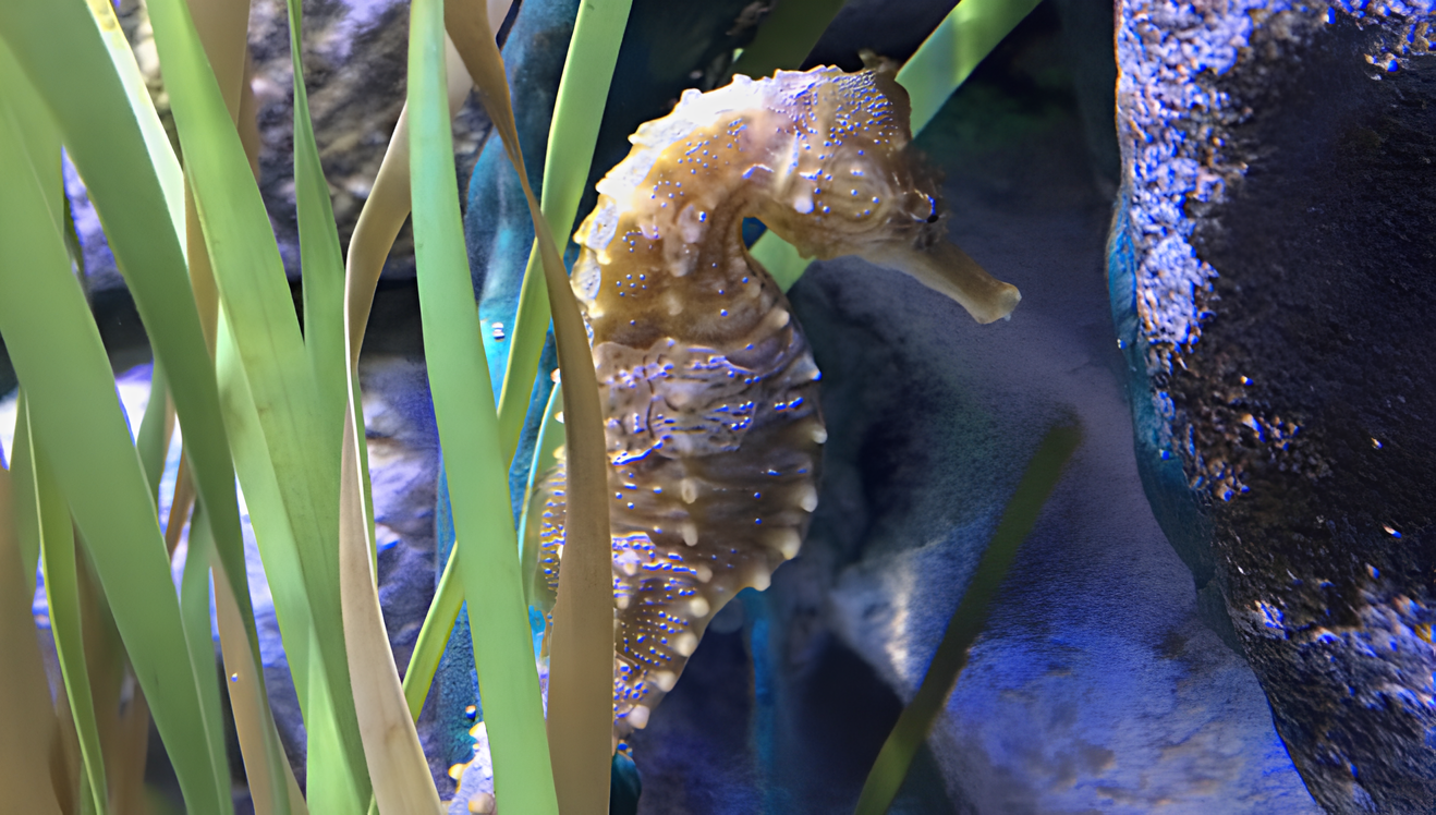Perché l’acquario rilassa e migliora il benessere
