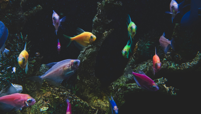 Come Gestire un Acquario in Inverno: Temperatura e Luce Sotto Controllo