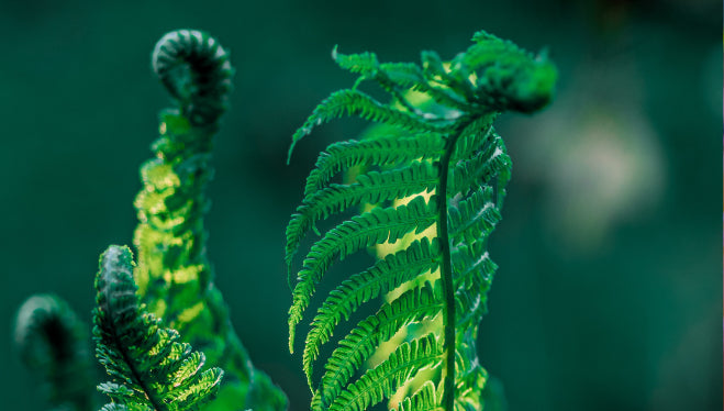Piante d'acquario resistenti per l'autunno