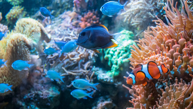 Illuminazione in acquario: cosa cambia da estate ad autunno