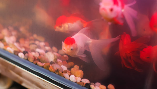 Come evitare il picco di nitriti al cambio stagione