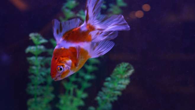 Acquariologia sostenibile: come ridurre sprechi e consumi nel tuo acquario