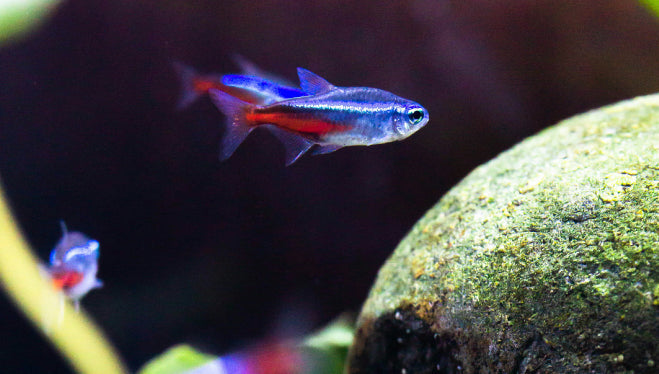 Progettare un biotipo amazzonico: tecniche e consigli per un habitat fedele