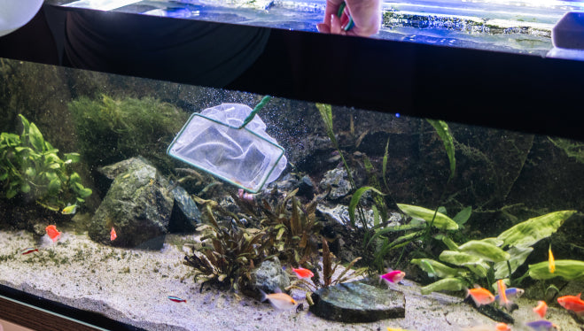 Come pulire l’acquario in modo corretto: guida pratica con strumenti