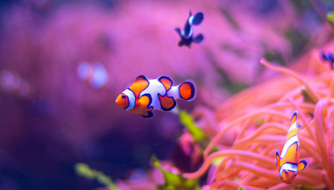 I migliori accessori AQPet per gestire la temperatura del tuo acquario