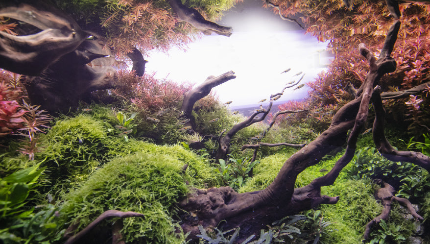 Come Allestire un Acquario d’Acqua Dolce: Guida Pratica per Principianti