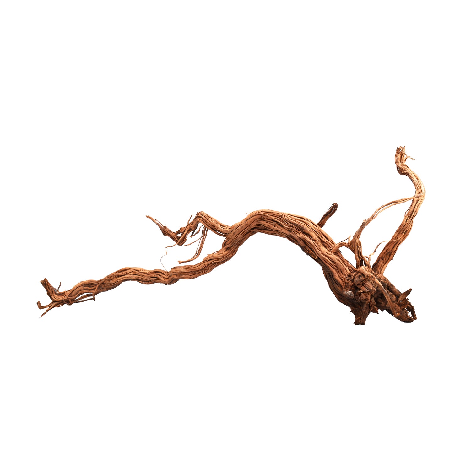 AQPET ZEN WOOD AZALEA DRAGON RADICE LEGNO SELECT