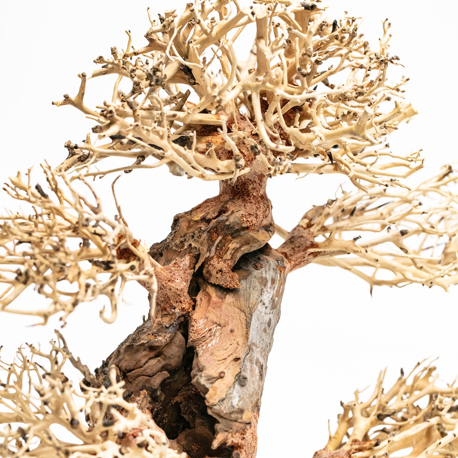 AQPET ZEN BONSAI WOOD