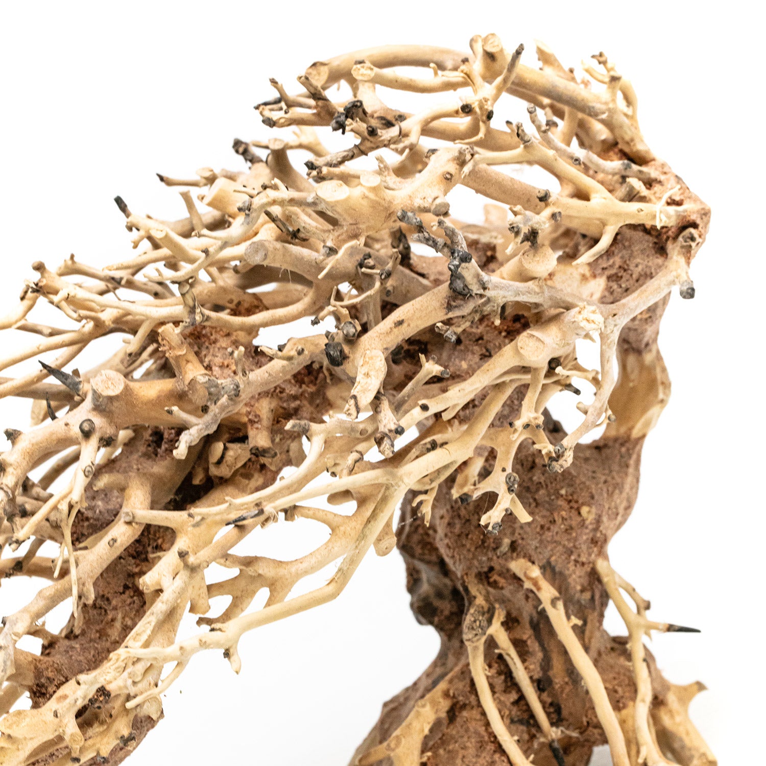 AQPET ZEN BONSAI ROMANTIC