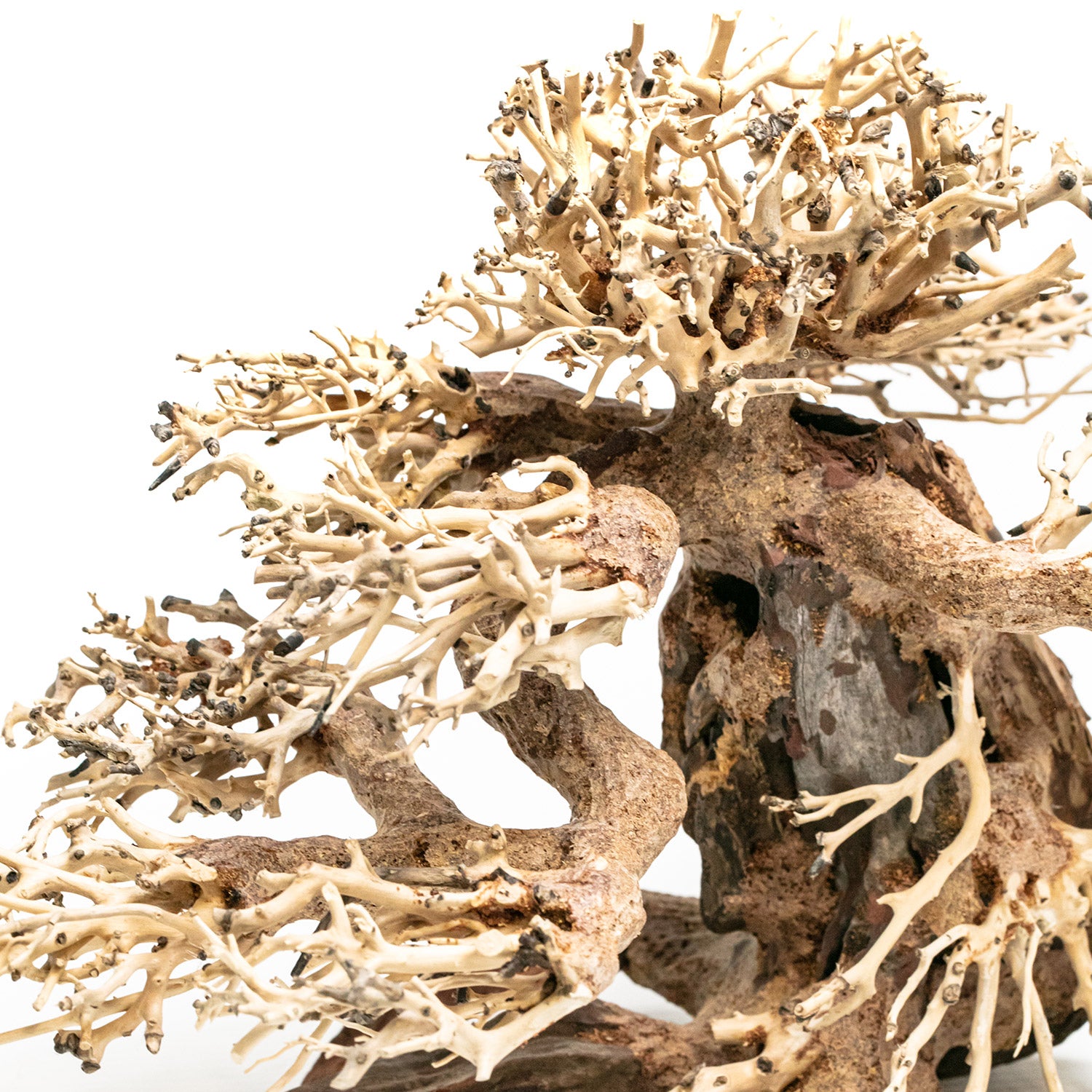 AQPET ZEN BONSAI PINE