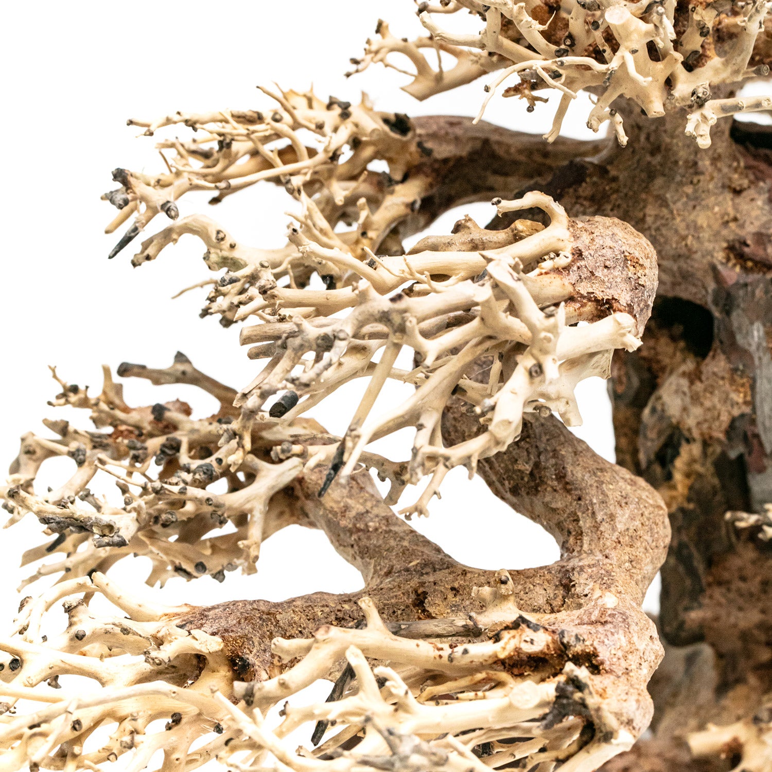 AQPET ZEN BONSAI PINE