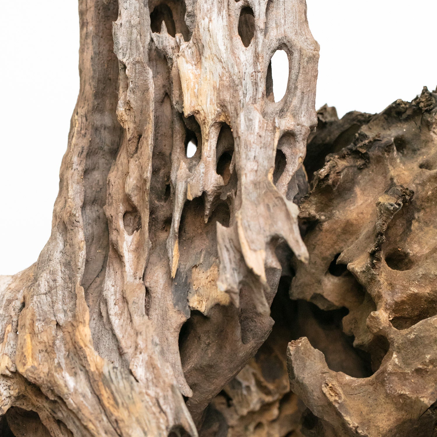 AQPET ZEN WOOD DRAGON WOOD