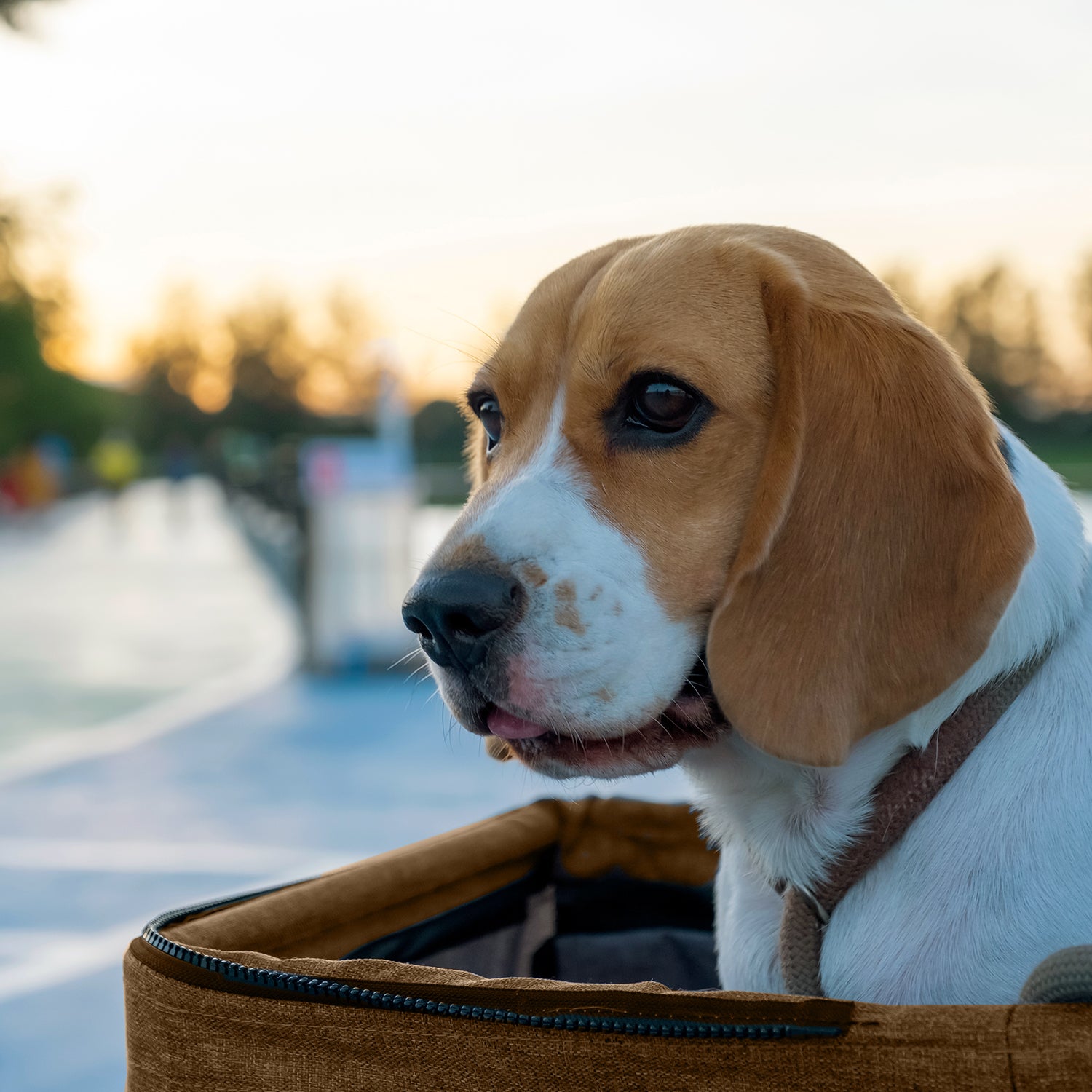 AQPET FRIENDS COMFORTABLE AND PRACTICAL STROLLER FOR MEDIUM/SMALL SIZE DOGS