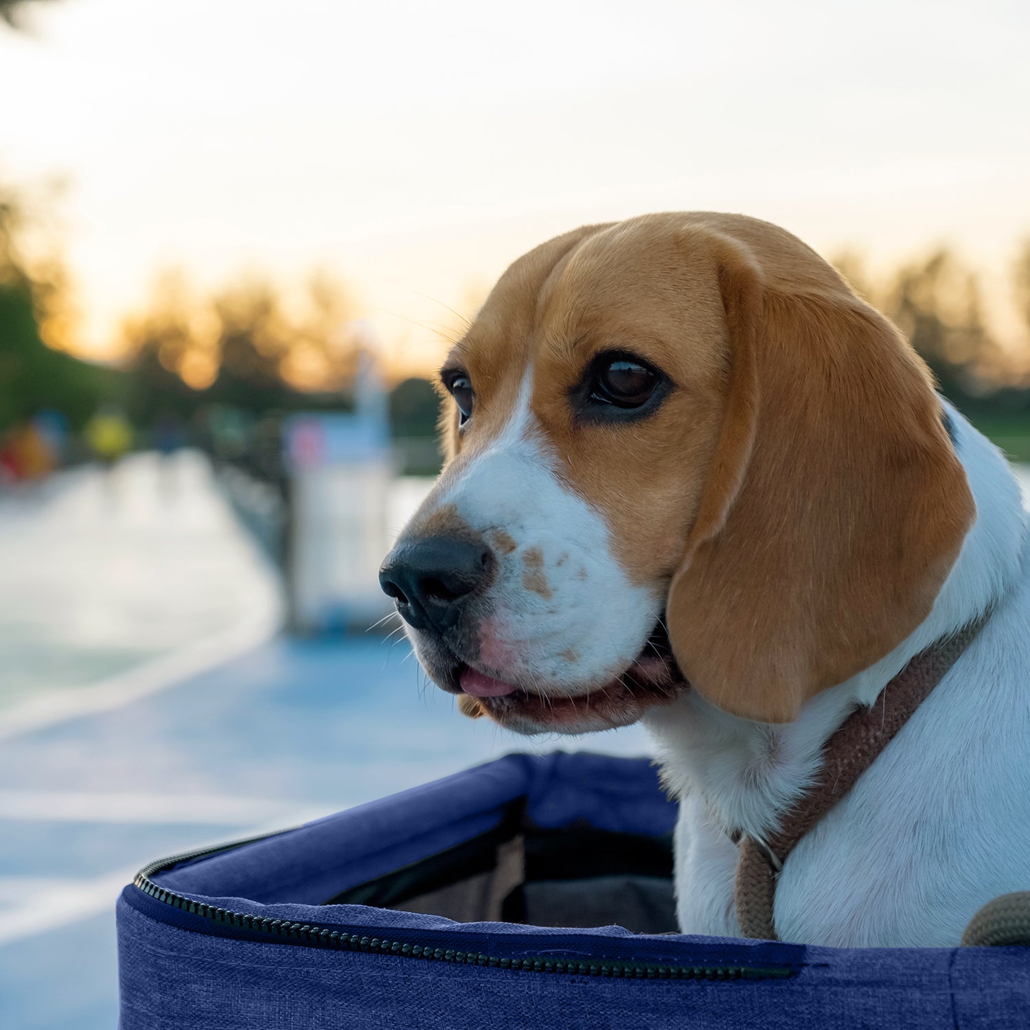 AQPET FRIENDS COMFORTABLE AND PRACTICAL STROLLER FOR MEDIUM/SMALL SIZE DOGS