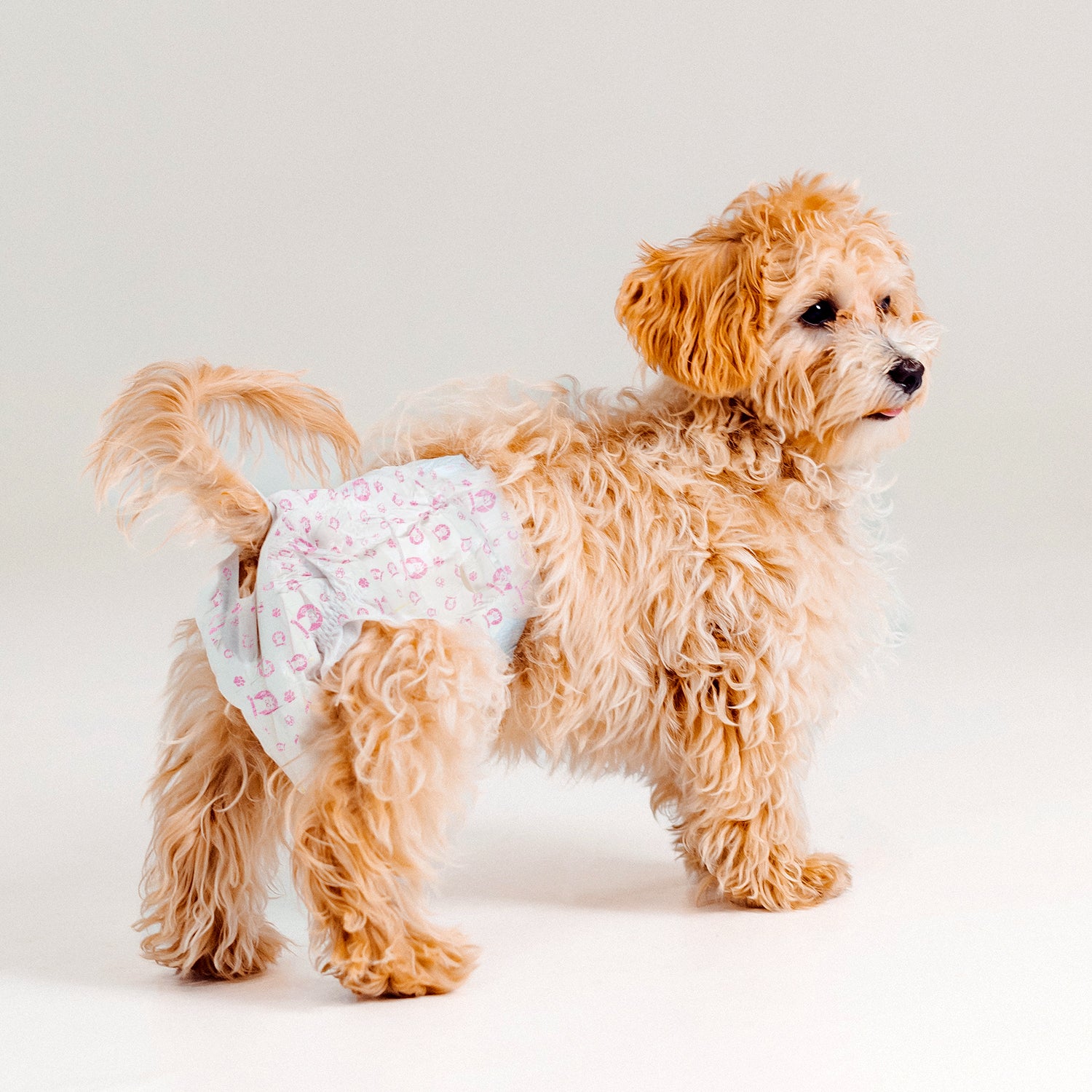 AQPET FRIENDS Nappy Panties Pannolini A Fascia Per Cani Femmina 30 Pezzi Assorbenti Igiene Quotidiana
