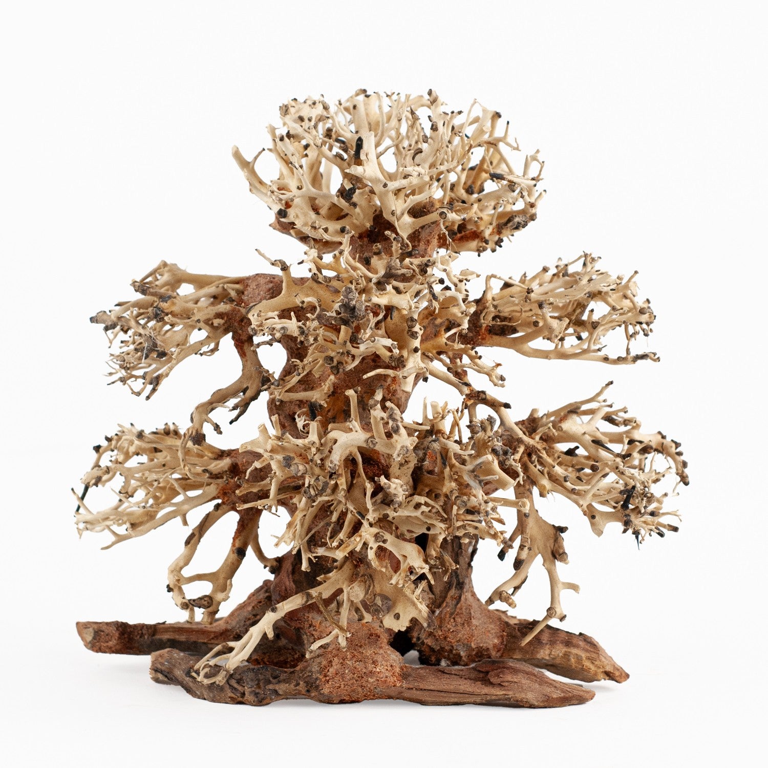 AQPET ZEN BONSAI BANYAN 20X20X12 CM