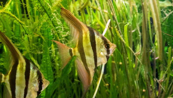 Come preparare l’acquario per la primavera: guida completa
