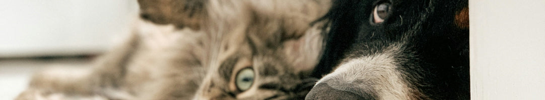 AQPetFriends