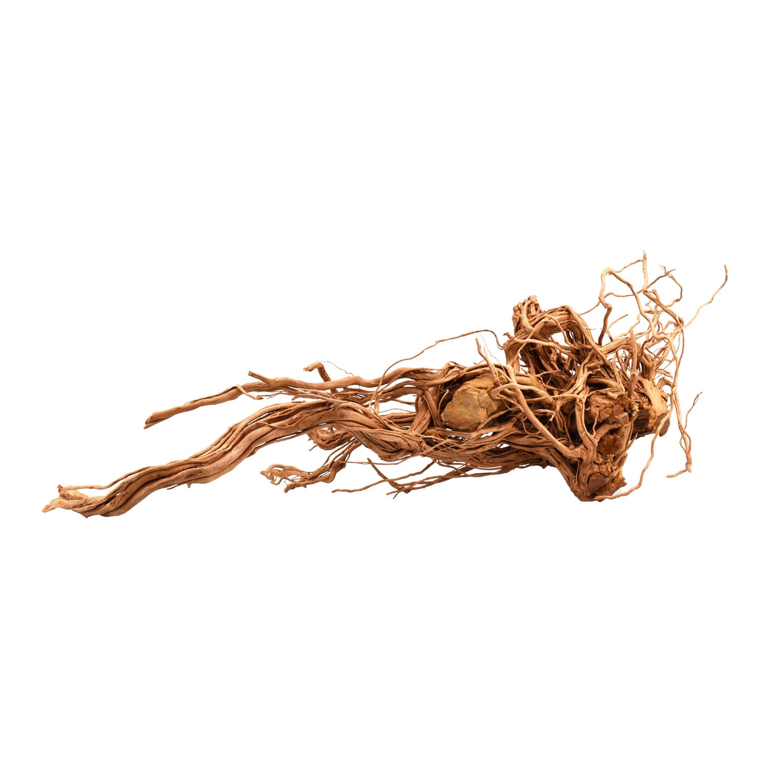 AQPET ZEN WOOD AZALEA DRAGON RADICE LEGNO SELECT