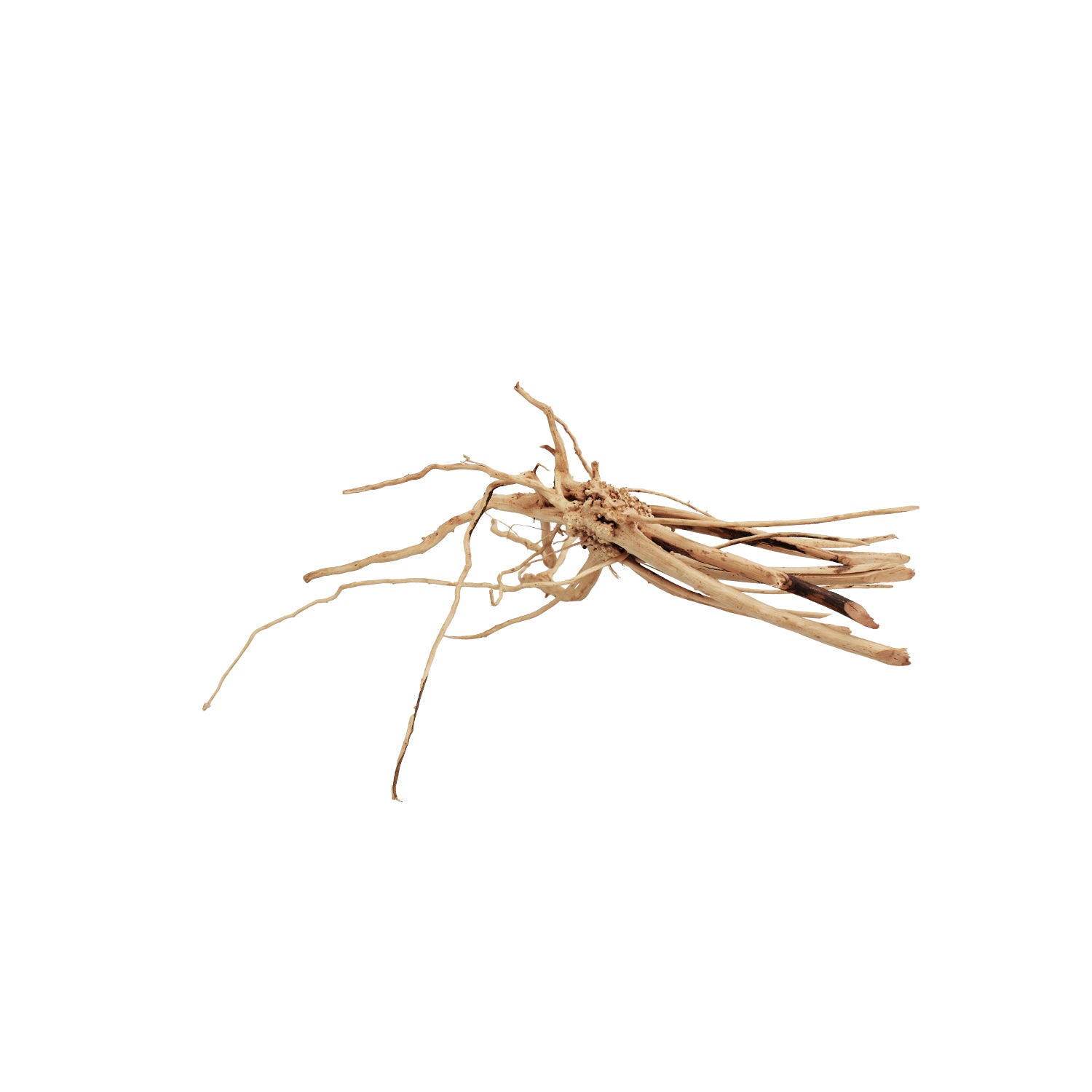 AQPET ZEN WOOD SLIM ROOT WOOD SELECT