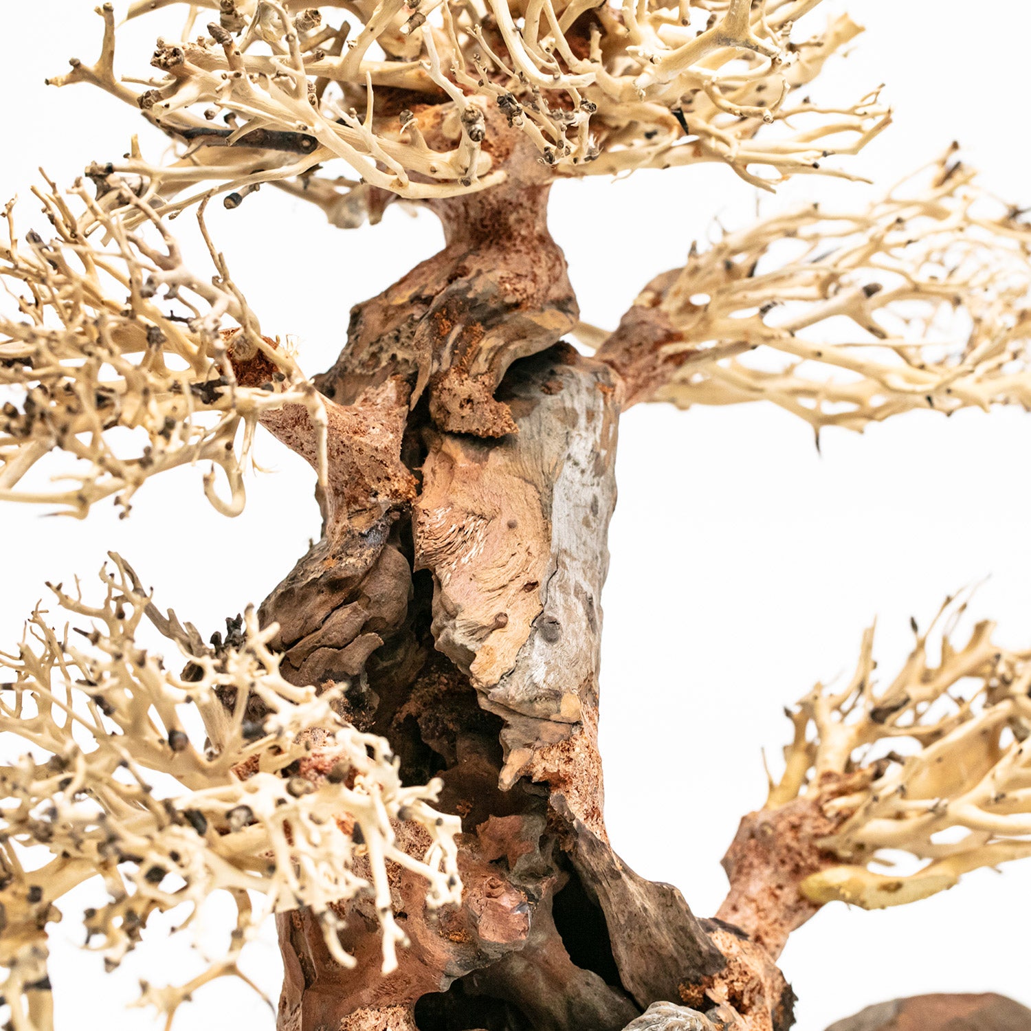 AQPET ZEN BONSAI WOOD