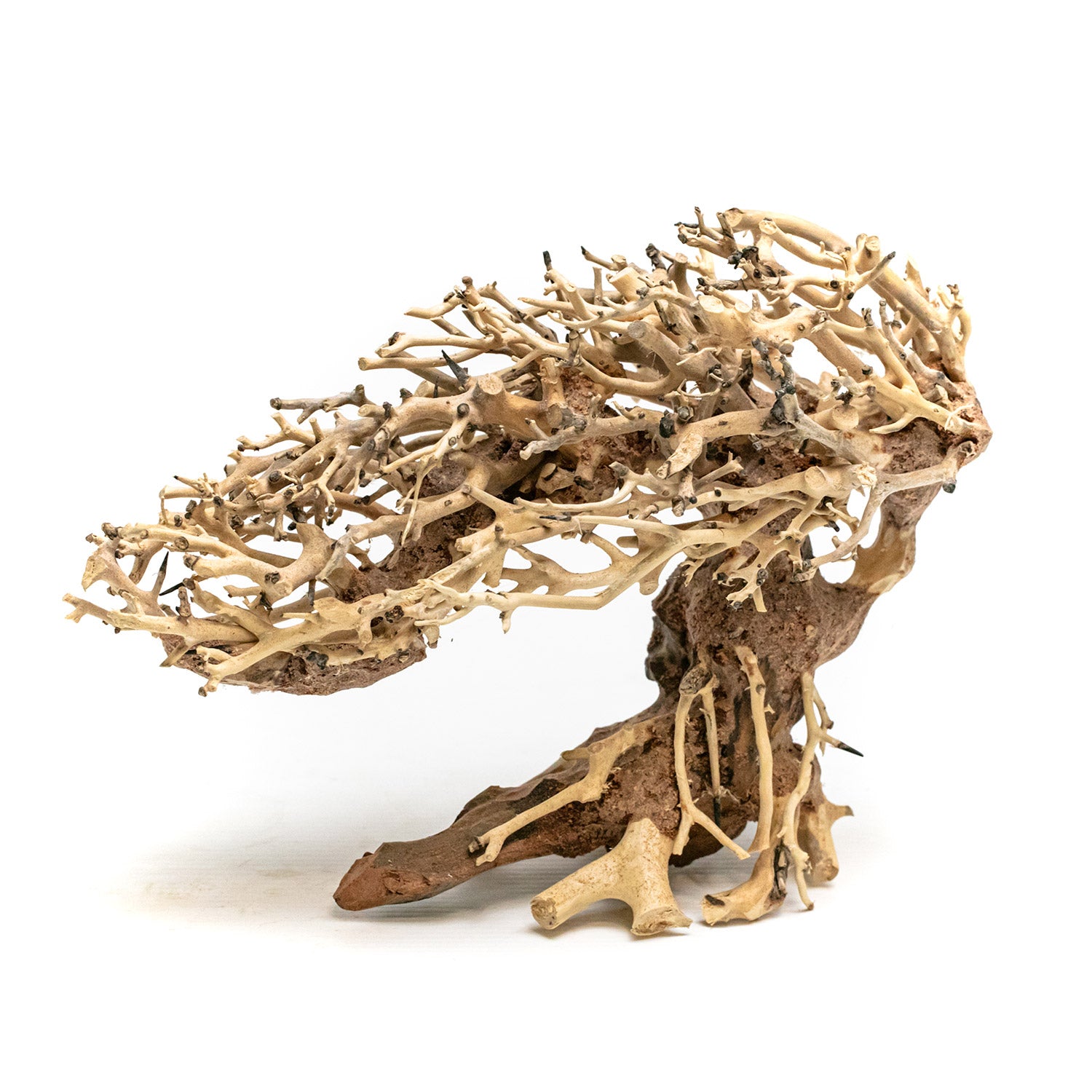 AQPET ZEN BONSAI ROMANTIC