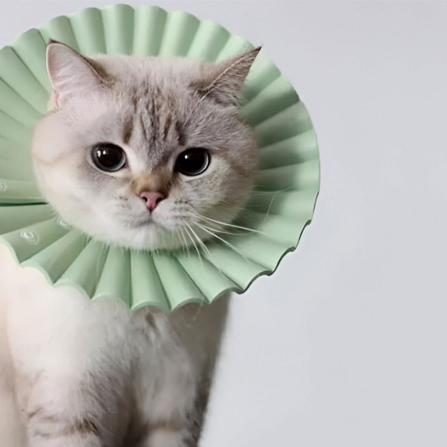 AQPET FRIENDS DAISY COLLARE ELISABETIANO IN PLASTICA MORBIDA DOPPIO STRATO
