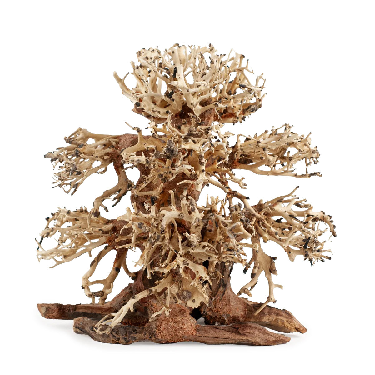 AQPET ZEN BONSAI BANYAN 20X20X12 CM