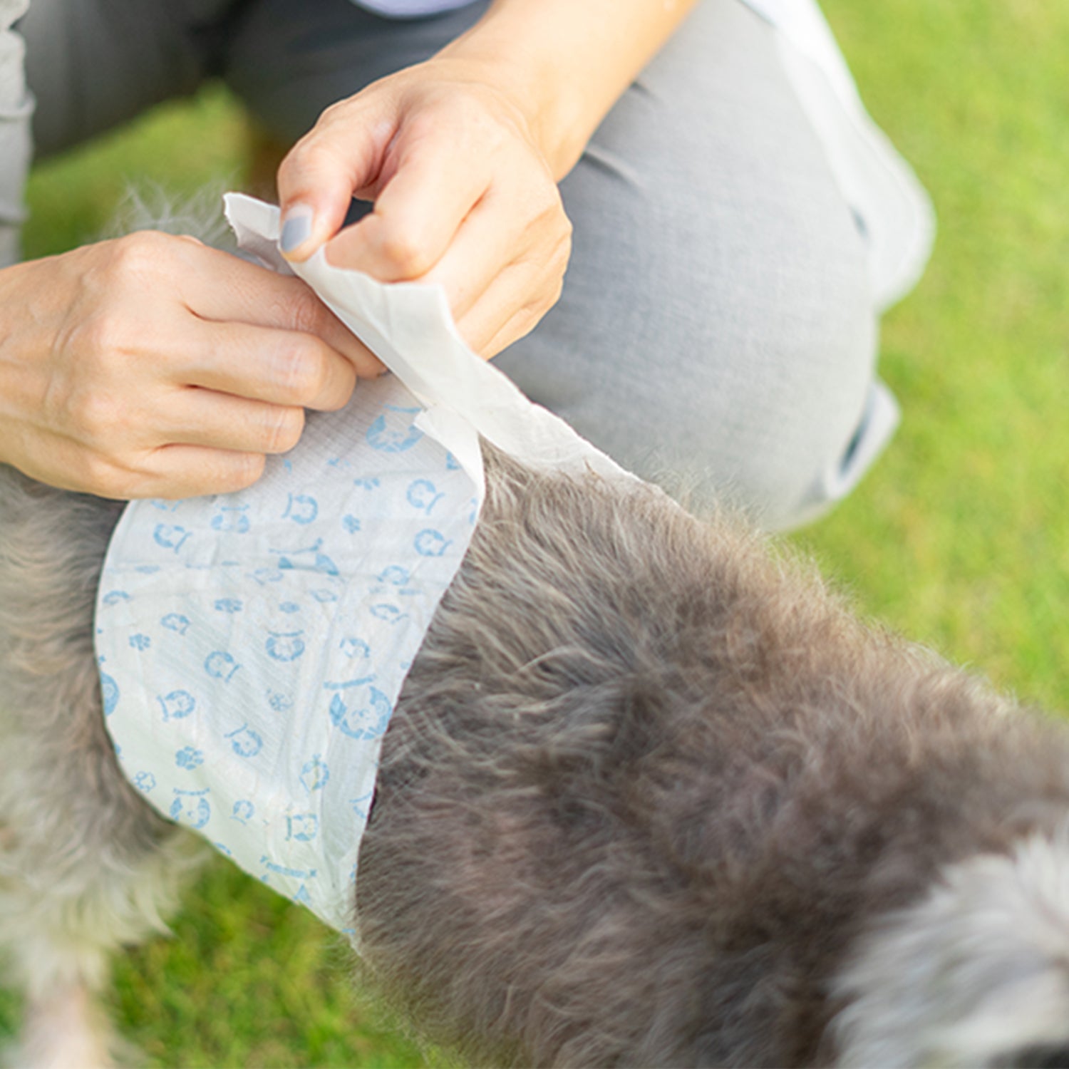 AQPET FRIENDS Nappy Slips Pannolini A Fascia Per Cani Maschi 36 Pezzi Assorbenti Igiene Quotidiana